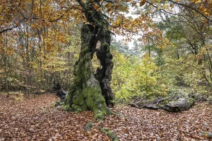 Ancient copper beech (Fagus sylvatica)