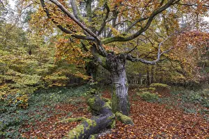 Ancient copper beech (Fagus sylvatica)