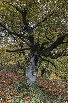 Ancient copper beech (Fagus sylvatica)