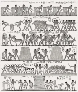 Ancient Egyptian agriculture