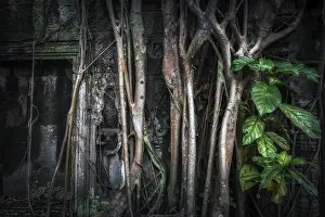 Ancient Khmer architecture. Giant banyan tree roots at Ta Prohm temple
