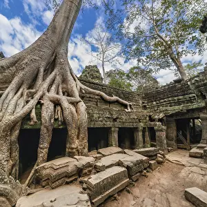 Ancient Khmer architecture. Ta Prohm temple with giant banyan tree at Angkor Wat complex