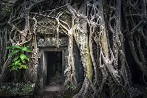 Ancient Khmer architecture. Ta Prohm temple with giant banyan tree at Angkor Wat complex