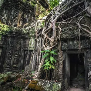 Ancient Khmer architecture. Ta Prohm temple with giant banyan tree at Angkor Wat complex