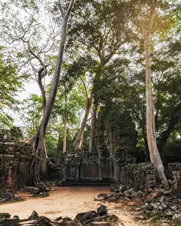 Ancient Khmer architecture. Ta Prohm temple with giant banyan tree at sunset