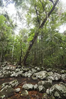 Ancient subtropical Gondwana rainforest with strangler fig at Repentance Creek