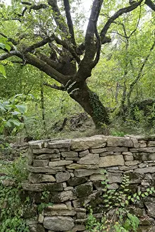 Ancient tree standing over a traditional dry stone rural wall in a lush green forest