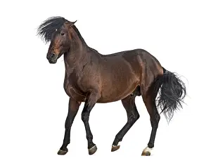 Andalusian horse