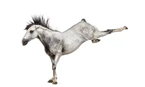 Andalusian horse kicking out