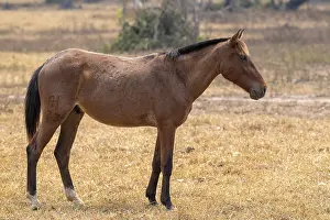 Andalusian horse (Pura Raza Espanola)