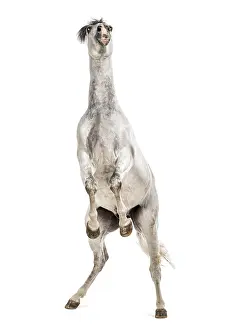 Andalusian horse rearing