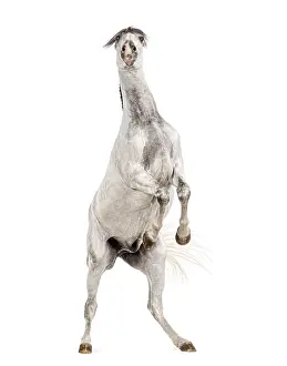 Andalusian horse rearing