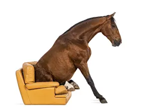 Andalusian horse sitting on an armchair