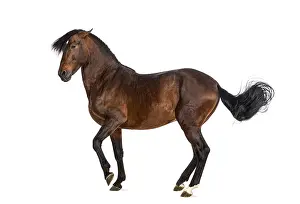 Andalusian horse trotting