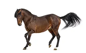 Andalusian horse trotting