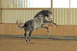 Andalusian, Pura Raza Espanola