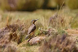 Andean andean flicker (Colaptes rupicola)