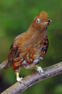 Andean Cock-of-the-rock (Rupicola peruviana, Rupicola peruvianus), female, South American species, captive, Czech Republic, Europe