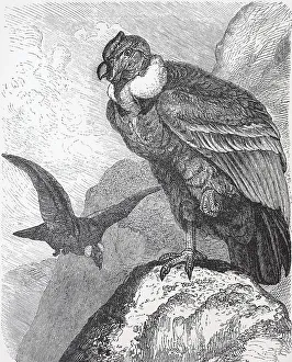 Andean condor (Vultur Gryphus)