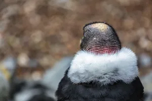 Andean condor (Vultur gryphus) in aviary