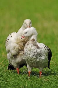 Andean Geese (Chloephaga melanoptera)