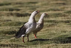 Andean Goose (Chloephaga melanoptera)
