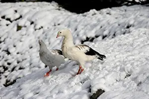 Andean Goose (chloephaga melanoptera)