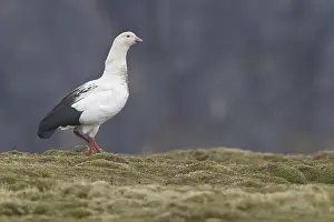 Andean Goose (Chloephaga melanoptera)