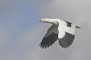 Andean Goose (Chloephaga melanoptera)