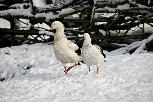 Andean Goose (chloephaga melanoptera)