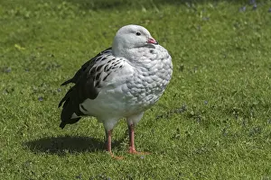 Andean goose (Chloephaga melanoptera) (Oressochen melanopterus) (Neochen melanoptera) native to the high Andes