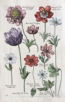 Anemone (Anemone), hand coloured copper engraving