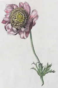 Anemone (Anemone), hand coloured copper engraving