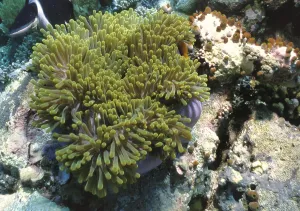 Anemone, Maldives