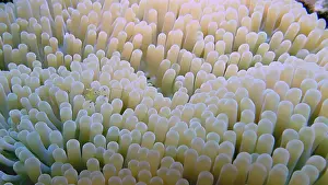 Framed Print : Anemone partner shrimp (Ancylomenes longcarpus on a densely grown anemone under water) Framed Print : Anemone partner shrimp (Ancylomenes longcarpus on a densely grown anemone under water)