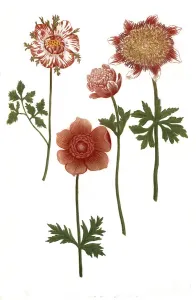 Anemone plena, Anemonme plena flore rubro
