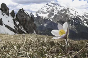 Anemone vernalis, Spring Pasqueflower flowering