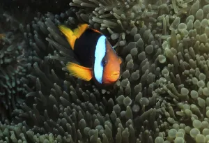 Anemonefish