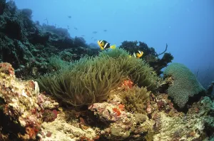 Anemonefish