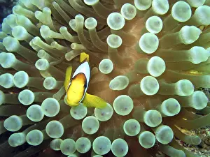 Anemonefish on bubble anemone, Safaga, Egypt