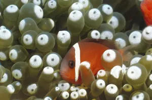Anemonefish, Clownfish