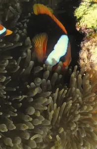 Anemonefish, clownfish, Australia, Coral Sea