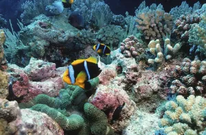Anemonefish, Coral Sea, Australia
