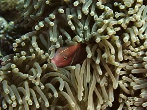 An anemonefish hides in the tentacles of a sea anemone