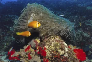 Anemonefish, Maldives