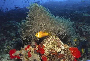 Anemonefish, Maldives