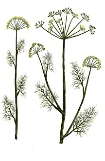 Anethum and Anethum pernambuccanum