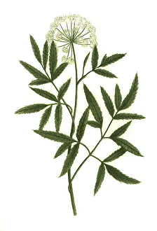 Angelica palustris, Marsh angelica