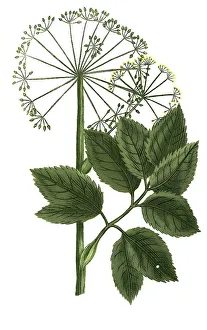 Angelica sativa, Angelica, Historical