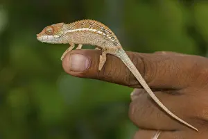 Angel's chameleon (Furcifer angeli) on finger